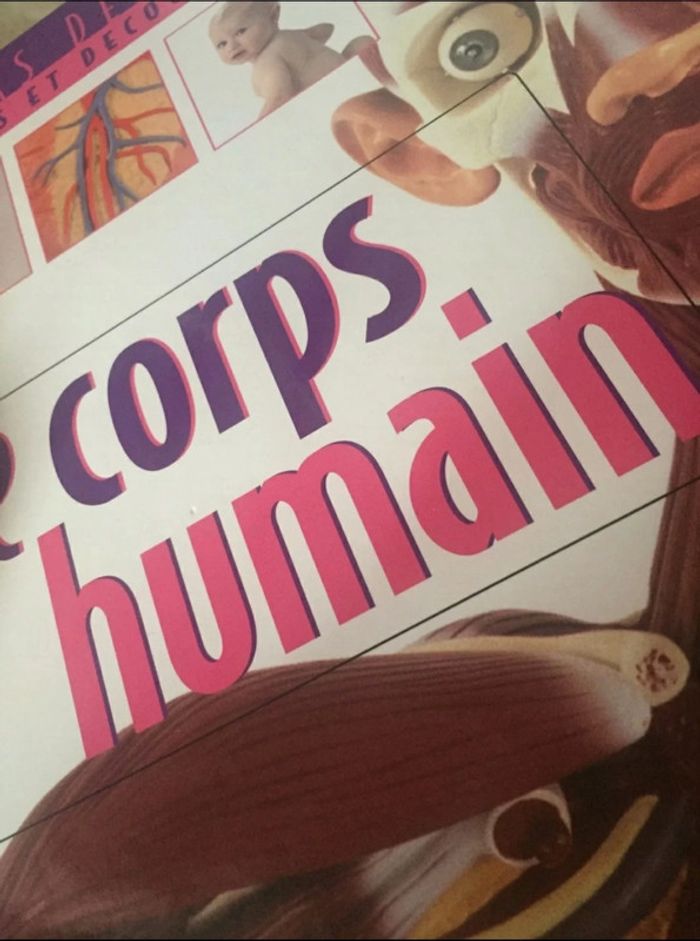 Livre 📖 Le corps humain Atlas des juniors 5€ - photo numéro 10