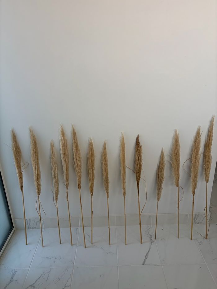 Lot de 13 tige de pampas