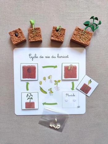 Kit cycle de vie d'une haricot + véritables graines Montessori