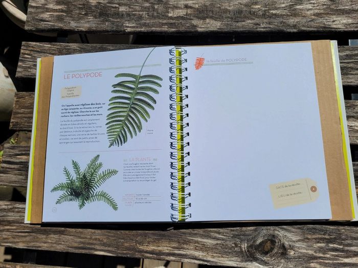 Très bel herbier Milan : L'Herbier des feuilles 🍃 72 - photo numéro 9