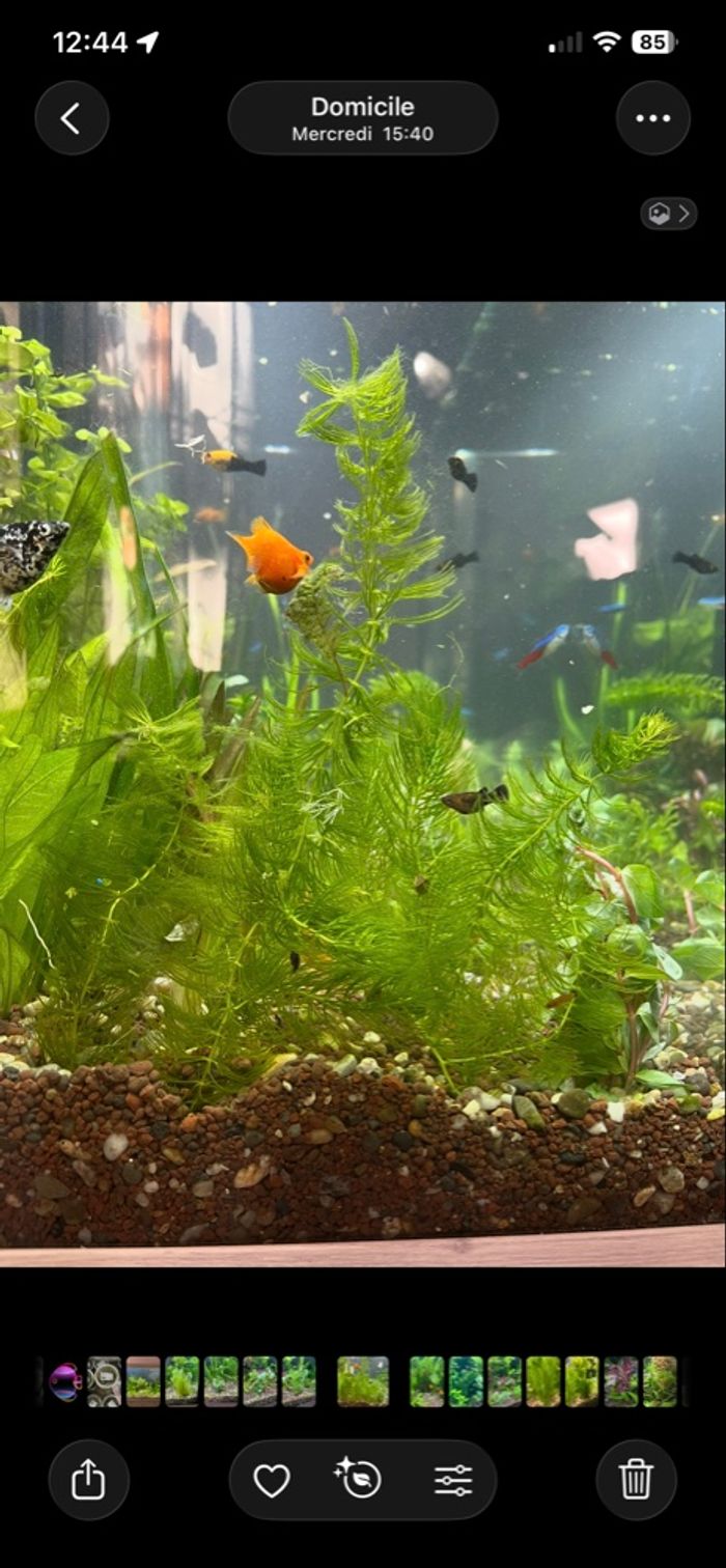 Boutures plante d’aquarium - photo numéro 9