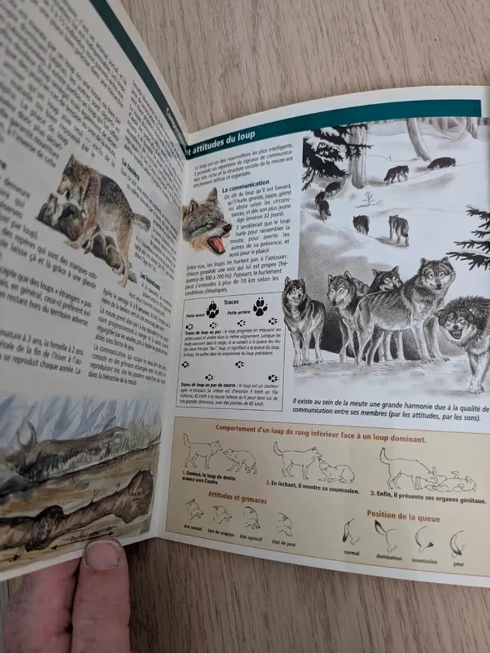 Livret sur les loups - photo numéro 3