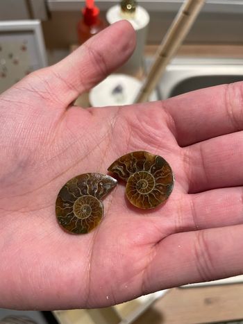 Ammonite