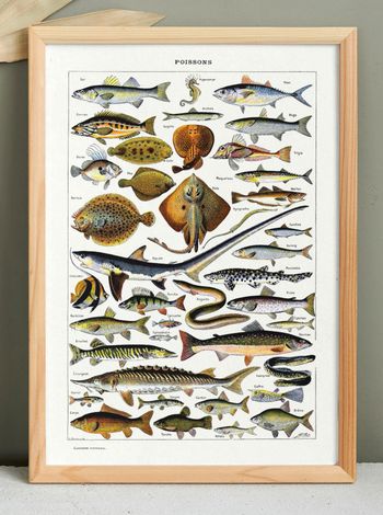 Affiche naturaliste sur les poissons, d'après une lithographie de 1928