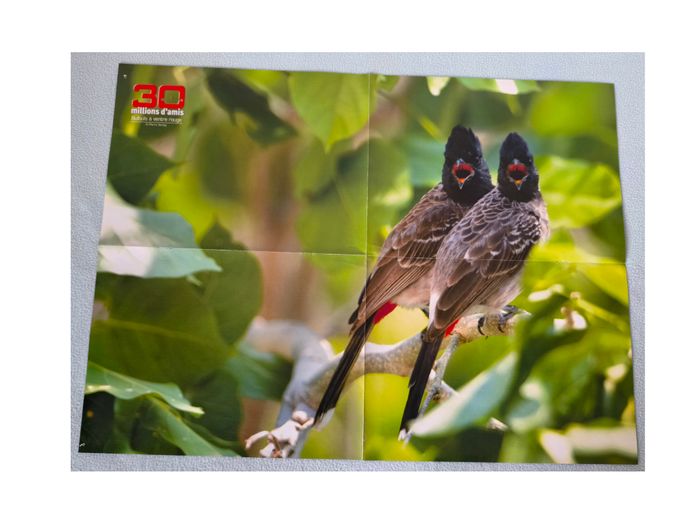 Poster oiseaux / chien.