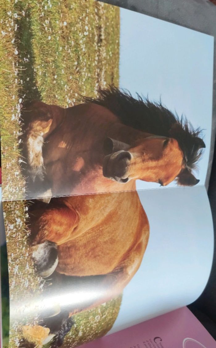 Livre posters mes plus belles histoires de chevaux - photo numéro 8