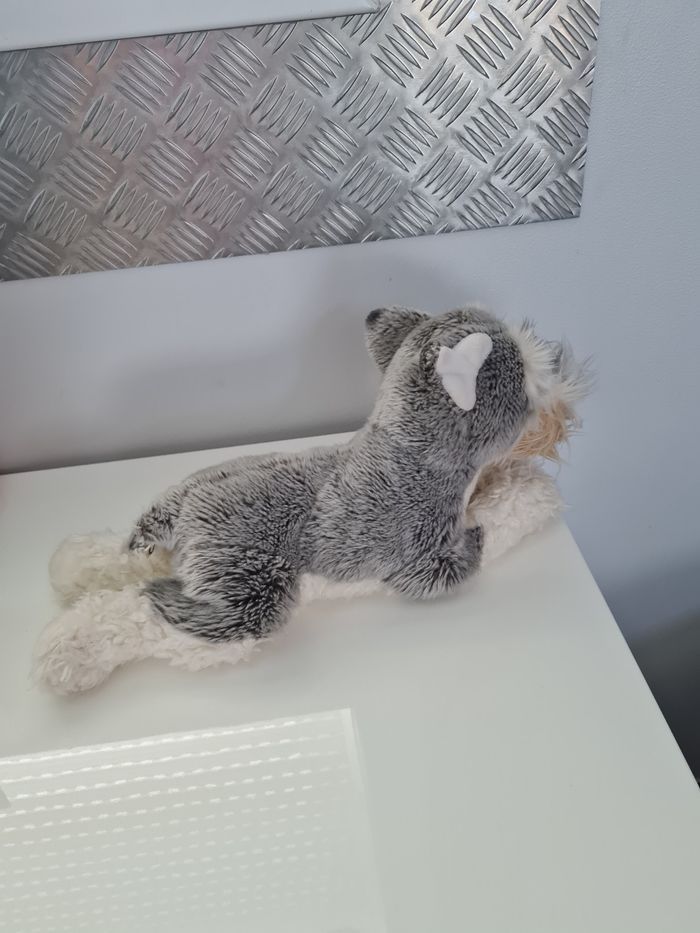 Chien fox terrier - photo numéro 4