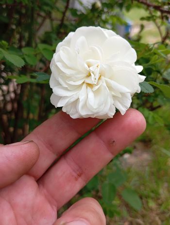 Rosier Jeanne d'Arc 