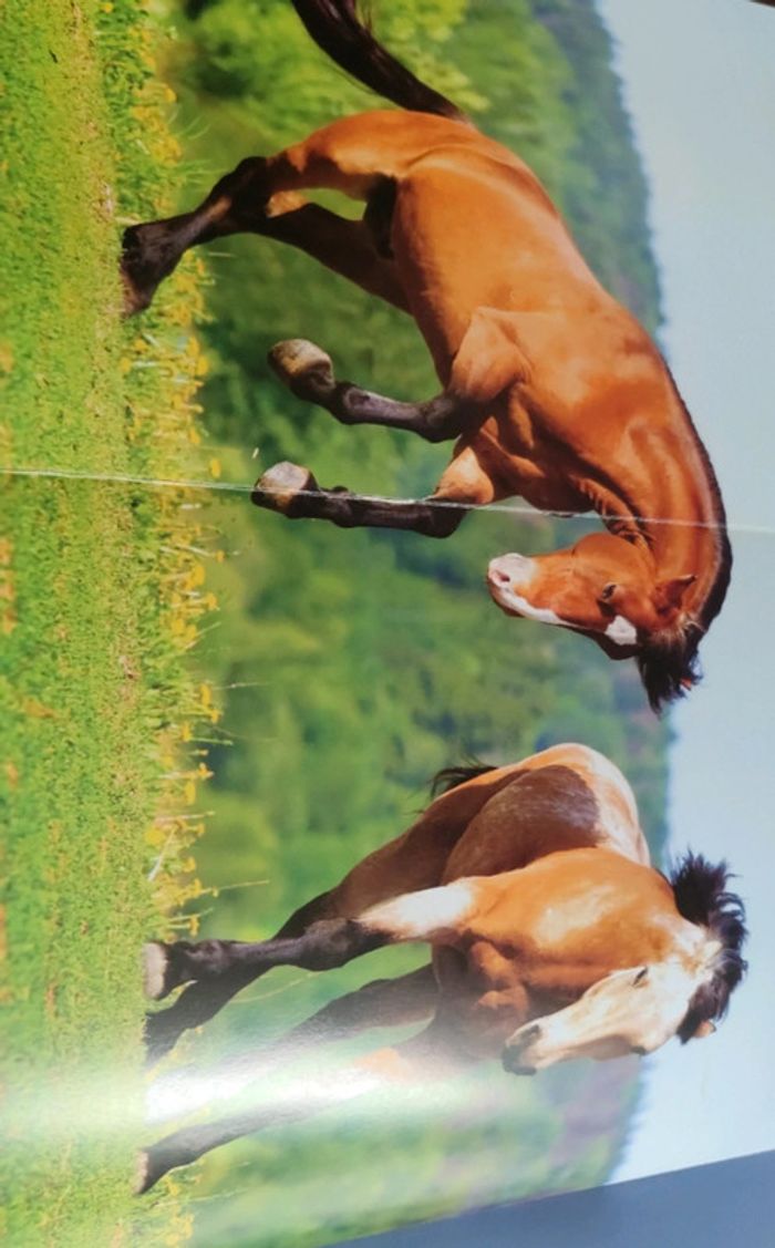 Livre posters mes plus belles histoires de chevaux - photo numéro 7