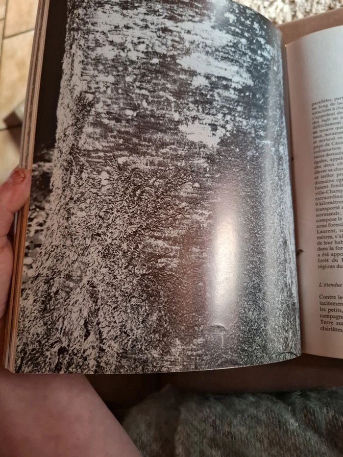 Le grand livre de la forêt. - photo numéro 10
