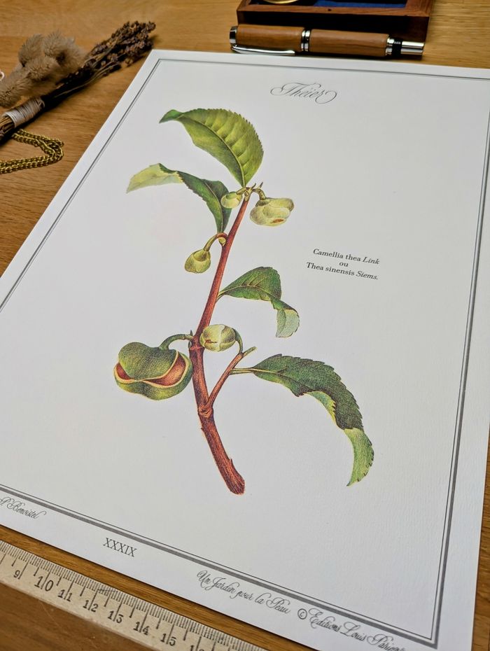 Imprimée en 1987, Le Théier. Original Vintage Authentique. - photo numéro 3