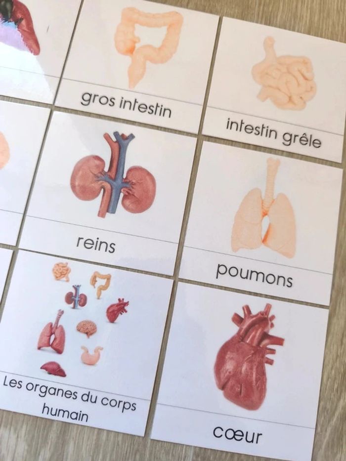 Cartes de nomenclature des organes humain script - photo numéro 3