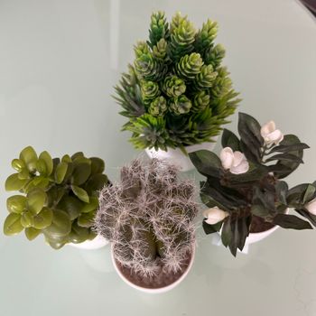 Plantes, décoration