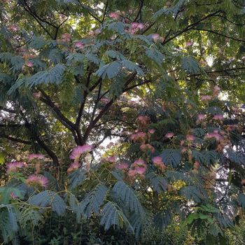 Albizia