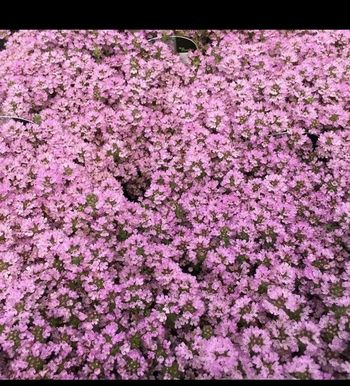 Thym rampant sauvage - Thymus serpyllum - 100+ graines - Serpolet 