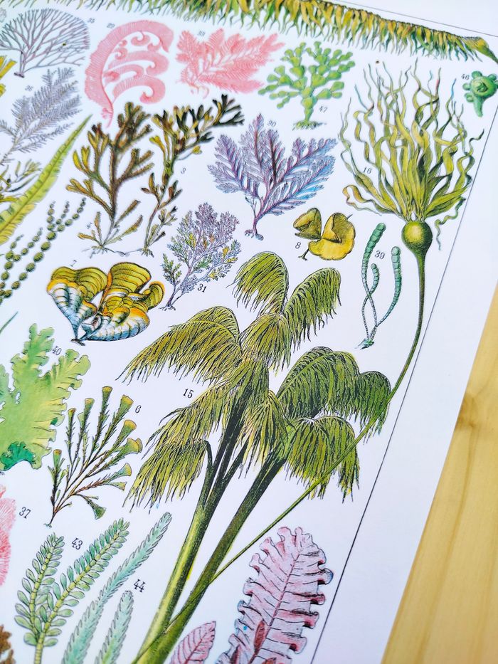 🌿 Affiche sur les algues, d'après une lithographie de 1928 - photo numéro 5