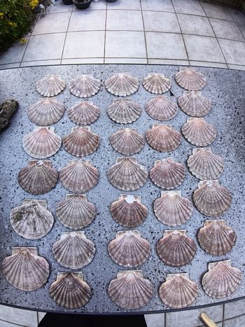 Coquilles saint Jacques