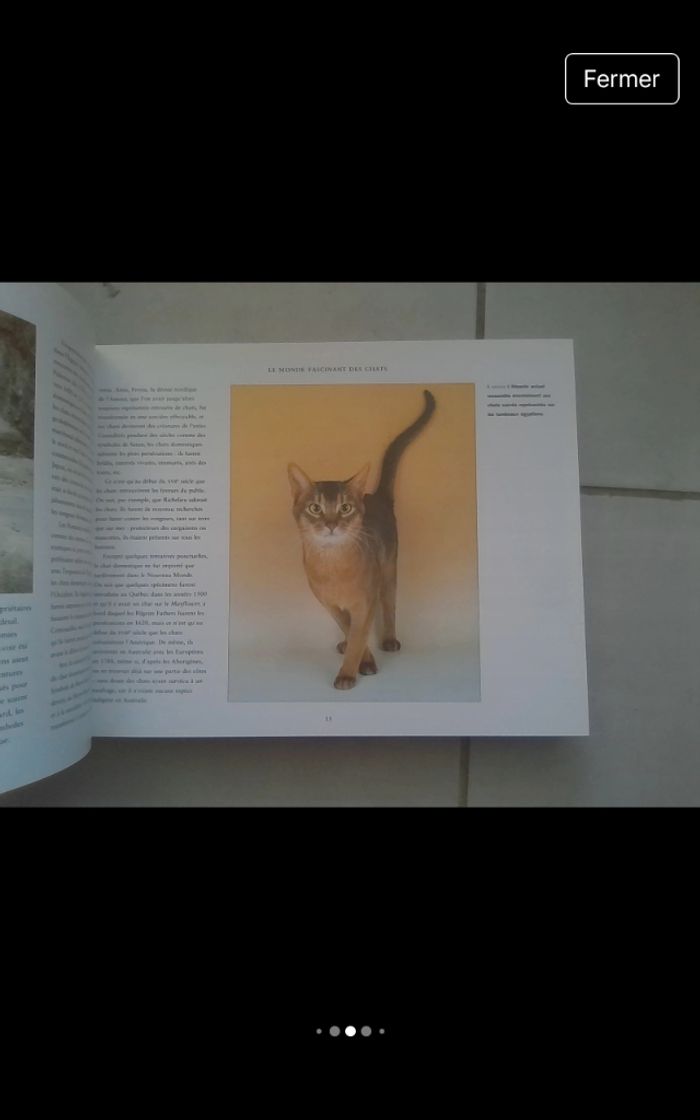 Le monde fascinant des chats - photo numéro 8