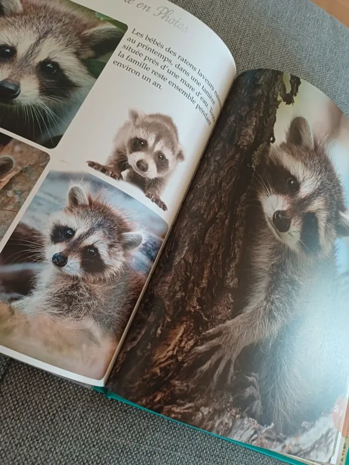 Livre les bébés animaux - photo numéro 5
