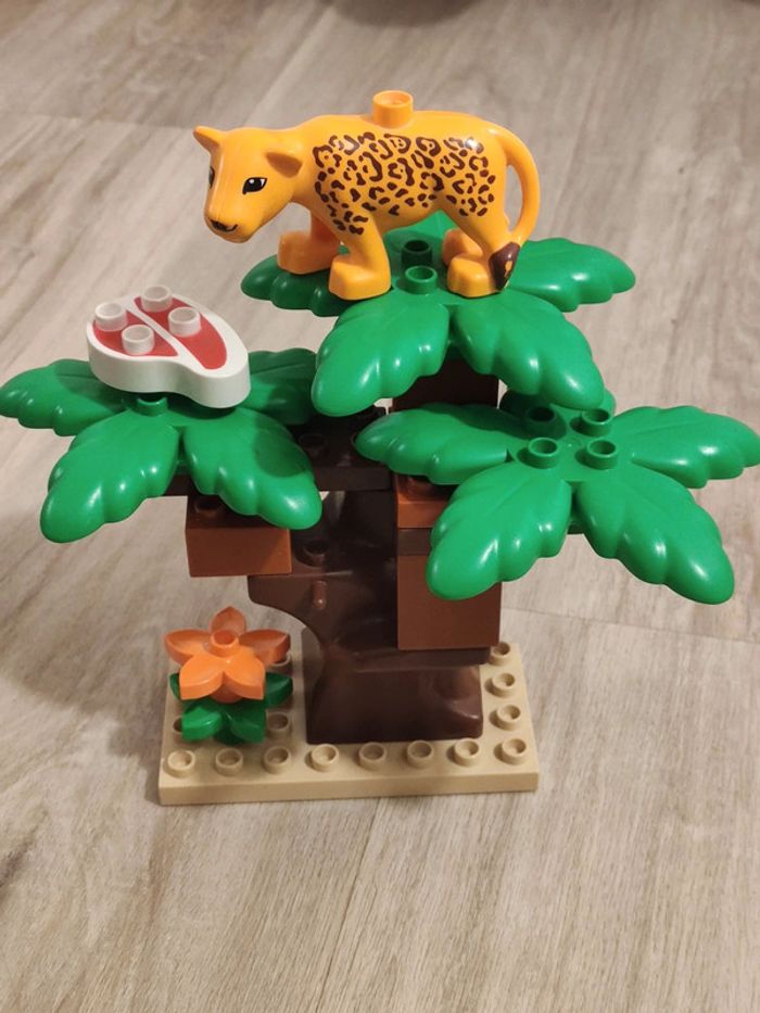 Saphari photo - photo numéro 7