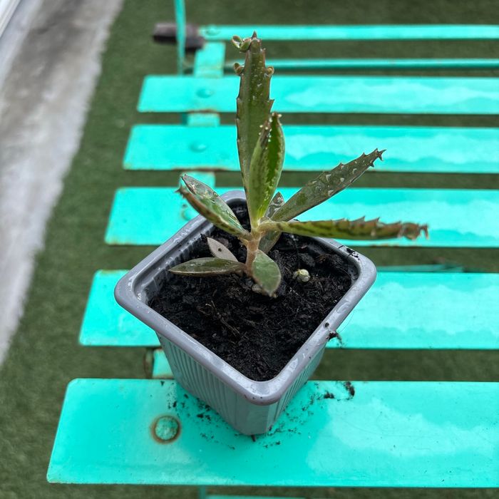Superbe bouture Kalanchoe daigremontiana, plantes-mères ou Mère de milliers. - photo numéro 3