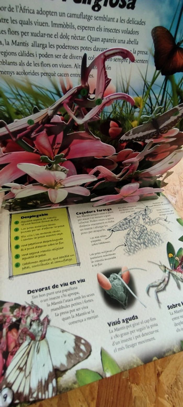 Livre en catalan Pop up - photo numéro 3