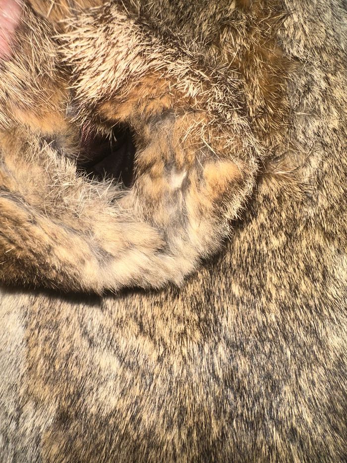 Manteau à capuche véritable fourrure pour filles 4/5Y Marcelle cadau - photo numéro 6