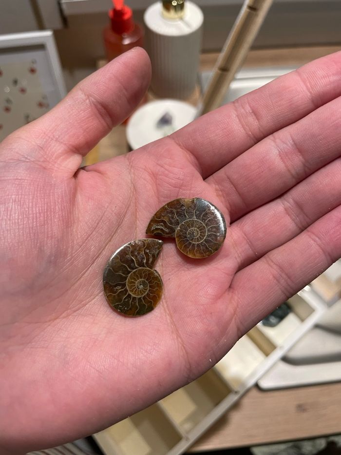 Ammonite - photo numéro 2