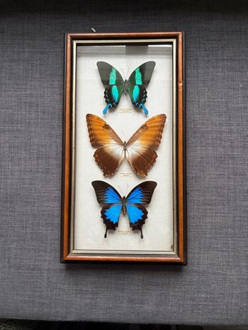Encadrement papillons sous verre - vintage - très bon état