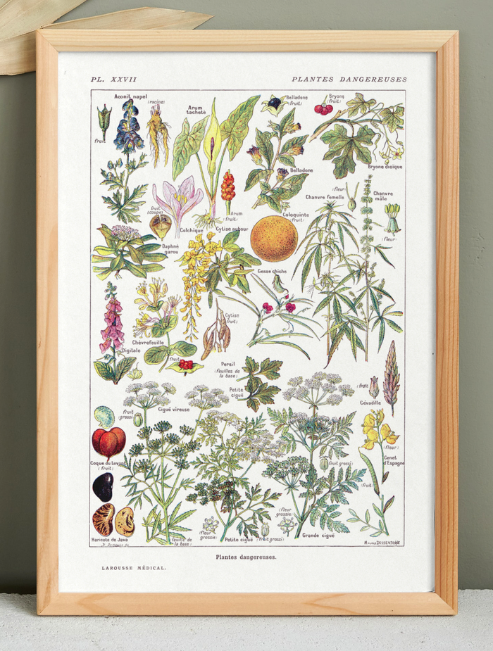 Affiche sur les plantes dangereuses "cigue", d'après une lithographie de 1920