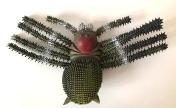 Araignée haloween