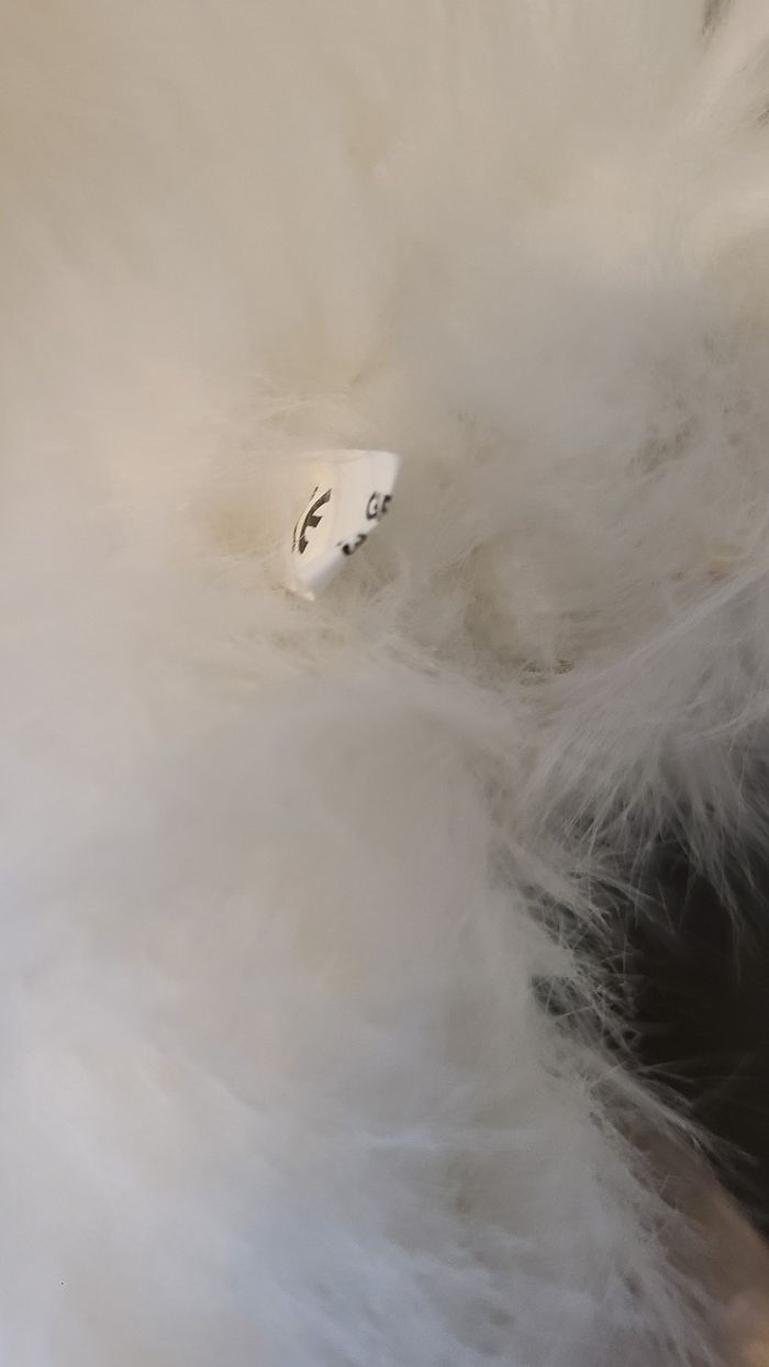 peluche chat blanc angora gipsy range pyjama - photo numéro 8