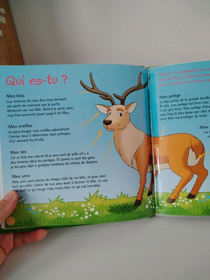 Altaya Les animaux de la forêt n°1 Le cerf - photo numéro 4
