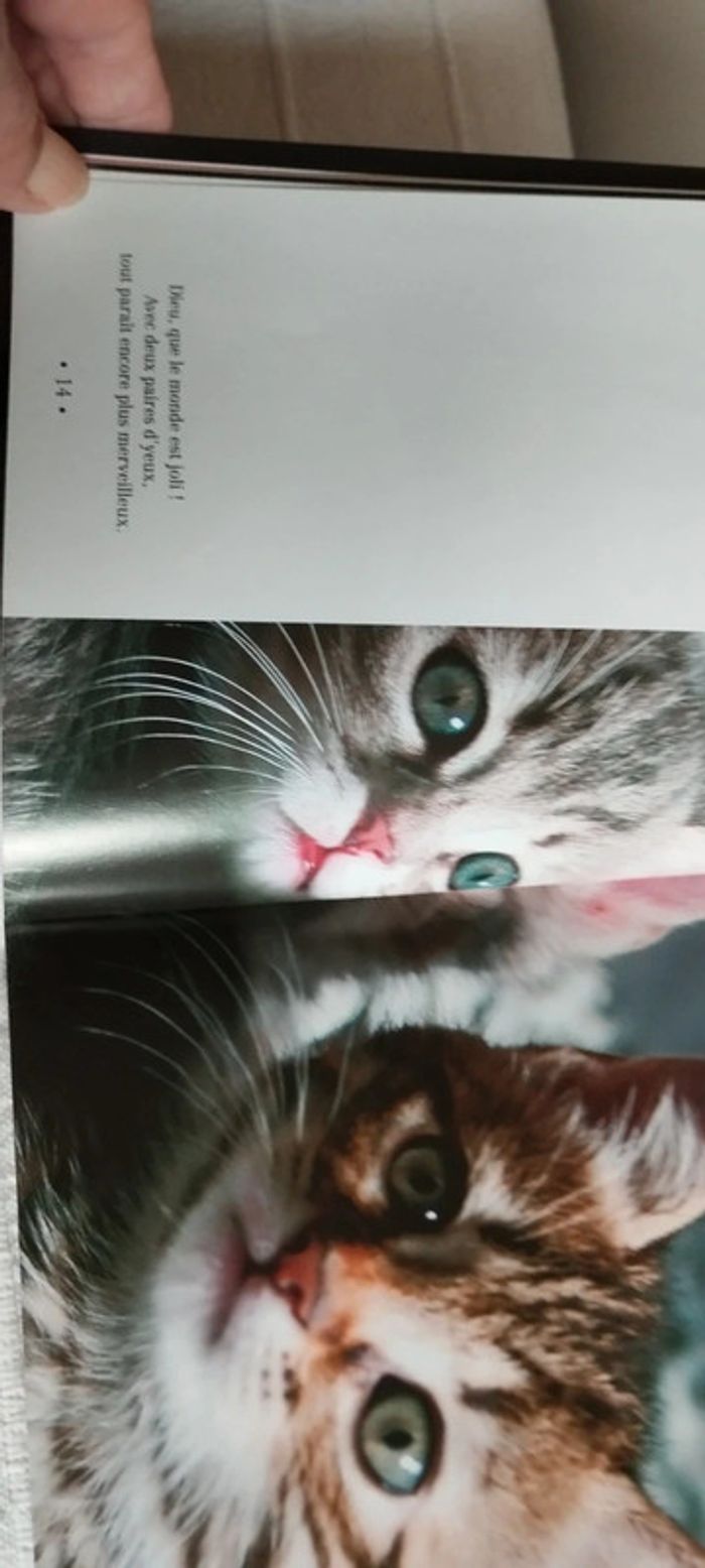 Amours de chatons - photo numéro 4