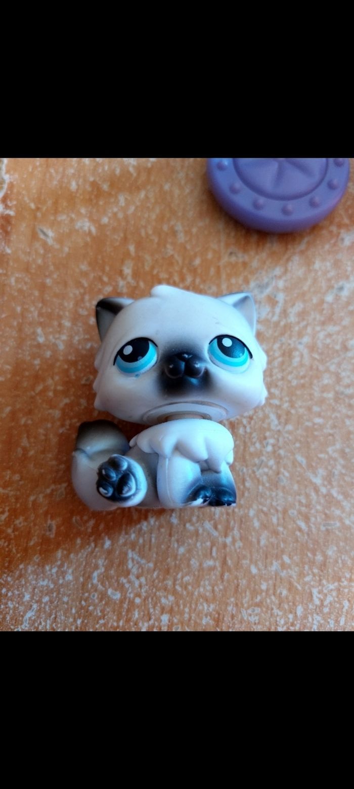 Pet shop persan - photo numéro 2