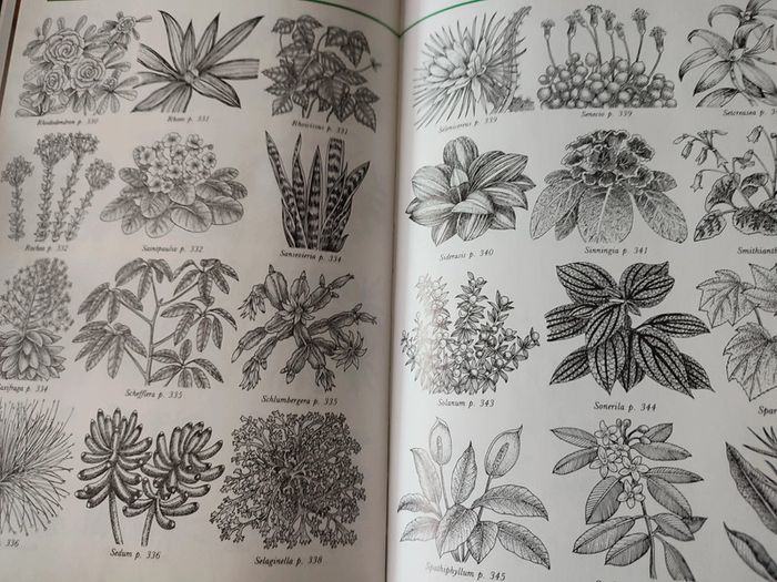 Livre botanique "La maison fleurie" - édition Solar - photo numéro 7