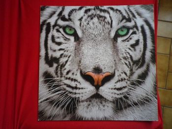 TOILE TIGRE