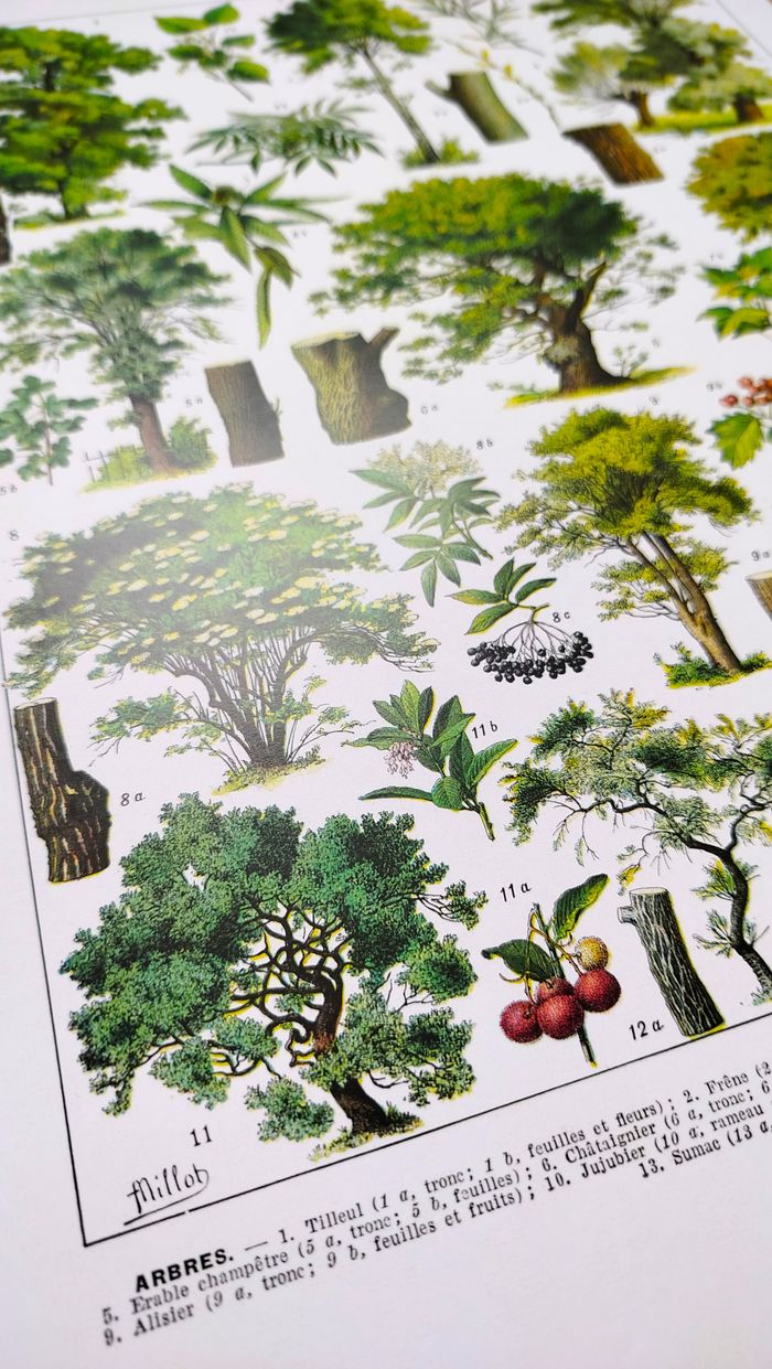 Affiche sur les arbres "tilleul", d'après une lithographie de 1928 - photo numéro 4