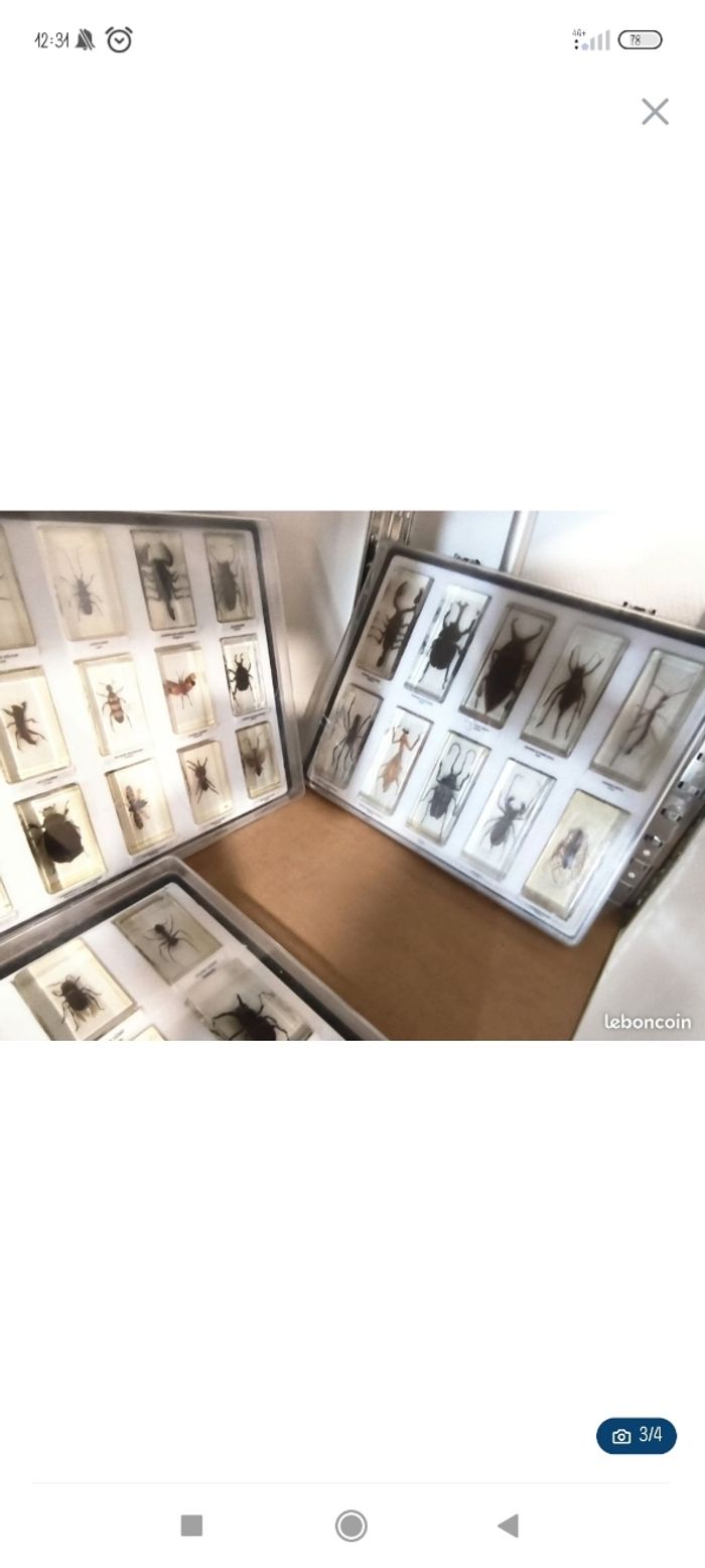 Collection d'insectes - photo numéro 2