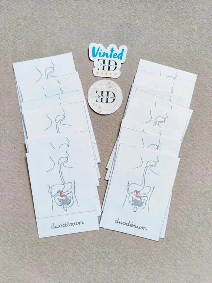 Cartes de nomenclature sur l'appareil digestif