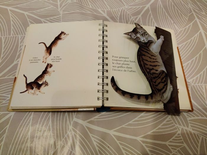 Mes premières découvertes : le chat - photo numéro 5