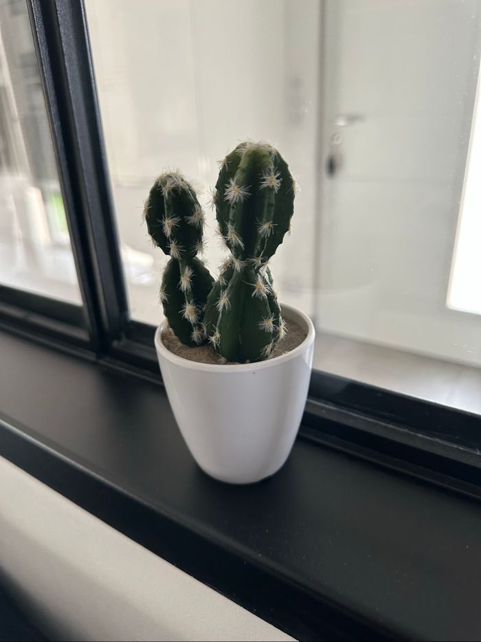 Lot de cactus - photo numéro 2