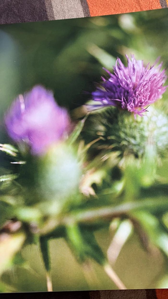 Livre mon herbier 48 plantes à connaître, à collectionner et à conserver tana éditions - photo numéro 3