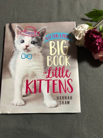 Livre big book of little kittens