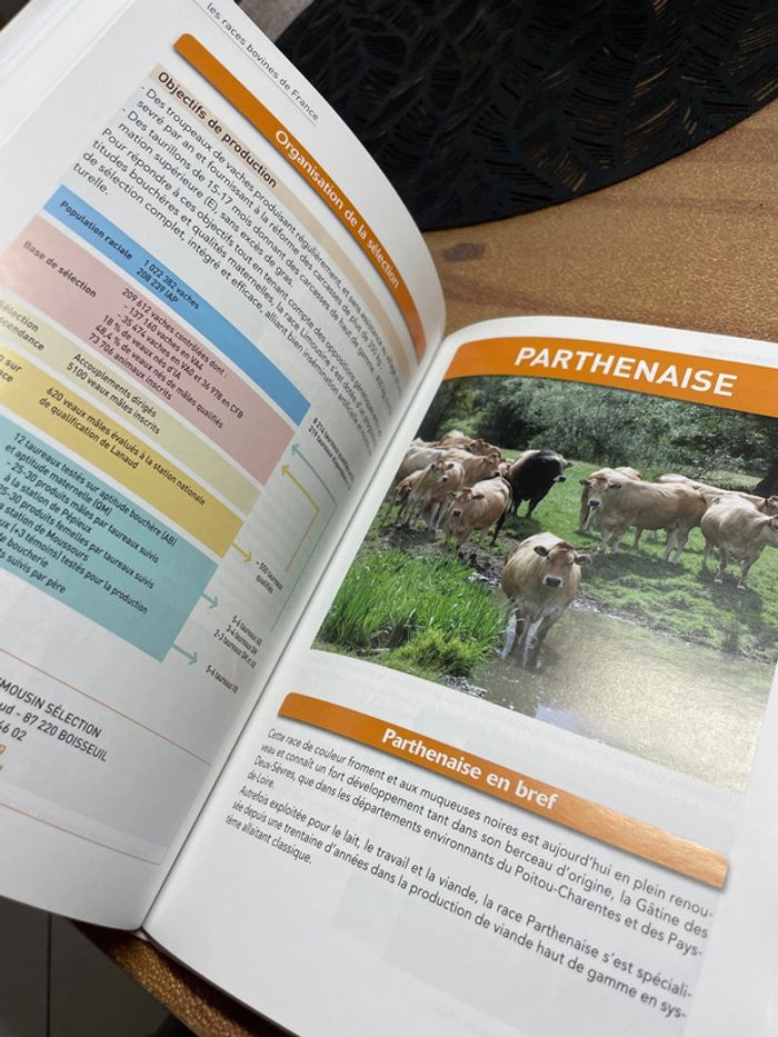 Livre 1ere terminale race bovine de France - photo numéro 3