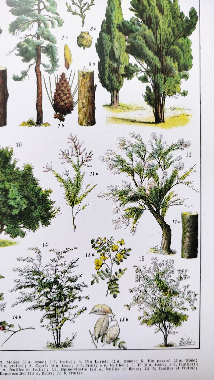 Affiche sur les arbres "épicéa", d'après une lithographie de 1928 - photo numéro 3