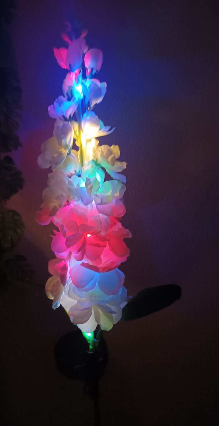 Fleurs solaire - photo numéro 2