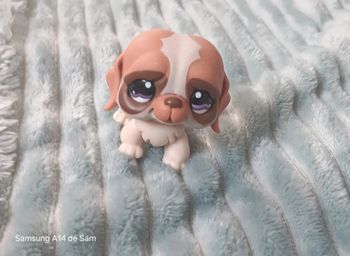 Petshop chien 1118