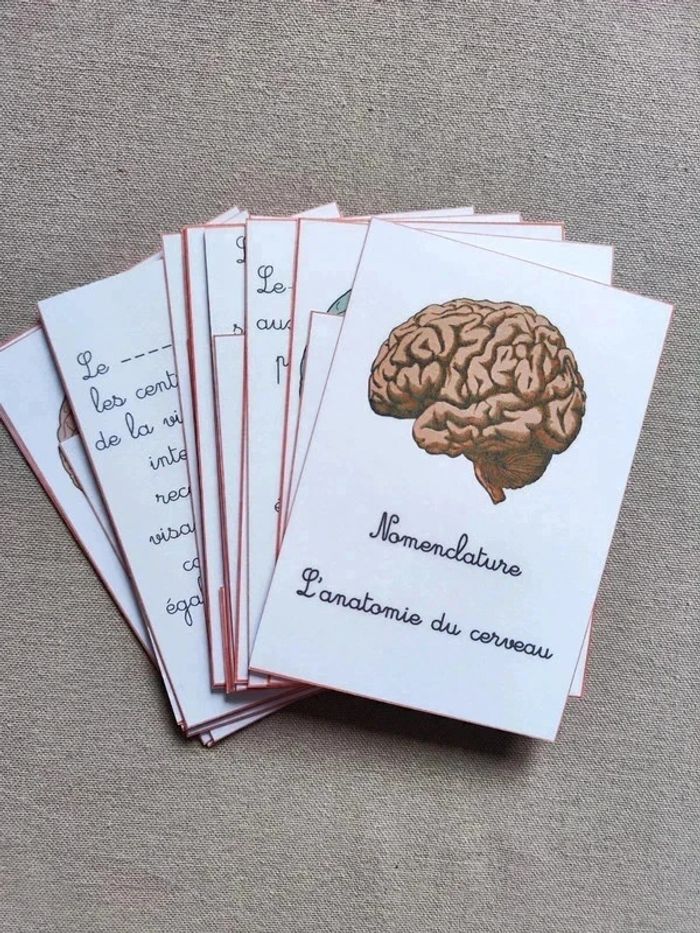 Cartes de nomenclature sur l'anatomie du cerveau Montessori - photo numéro 6