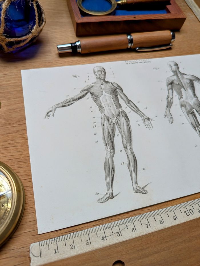 Imprimée en 1851, Le Squelette humain, Vintage Authentique (cadre non inclus ) - photo numéro 6